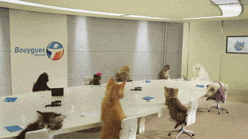 Katzen sitzen auf Tischen und machen ein Kick Off Meeting
