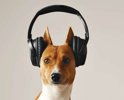 hund mit kopfhörern beim aktiven zuhören